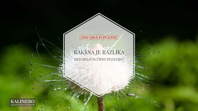 kaksna je razlika med belo in crno plesnijo