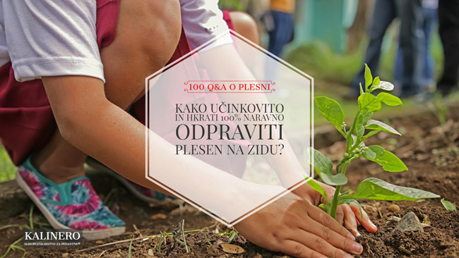 Kako ucinkovito in hkrati 100 naravno odpraviti plesen na zidu