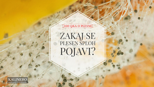 Zakaj se plesen pojavi